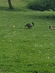 Branta canadensis
