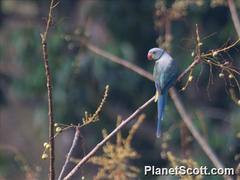 Psittacula columboides