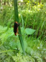 Cantharis pellucida