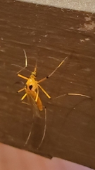 Aedes bimaculatus