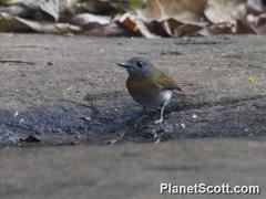Cyornis pallidipes