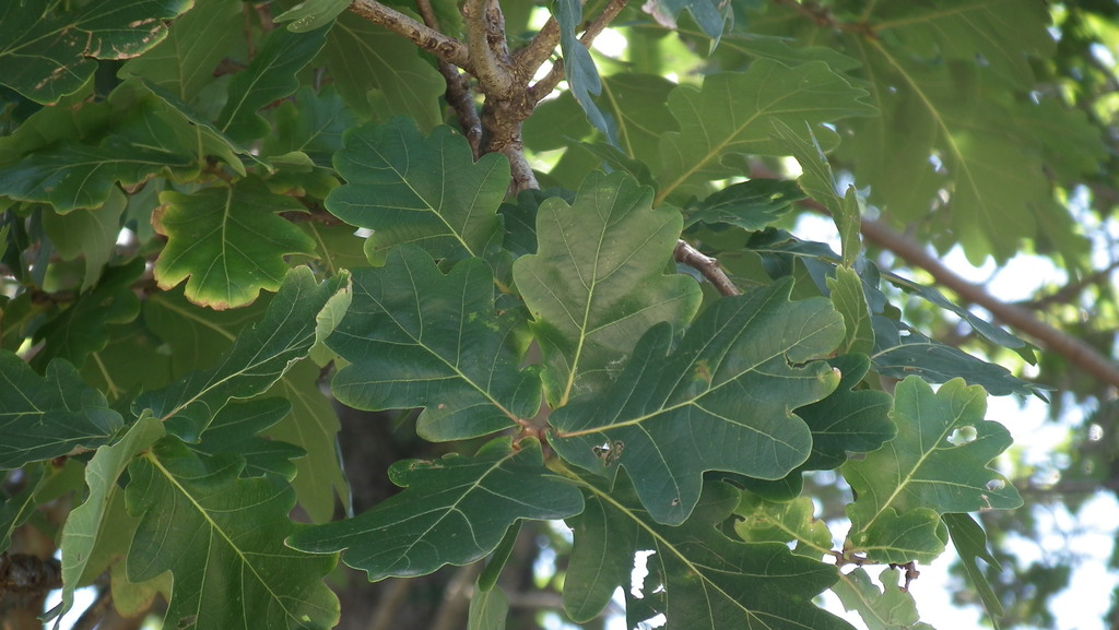 English oak from Lake Brenton, Brenton, 6570, South Africa on February ...