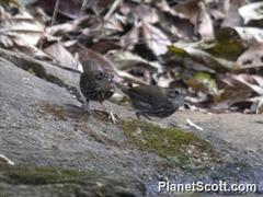 Pellorneum ruficeps