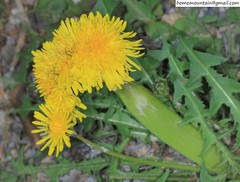 Taraxacum mongolicum