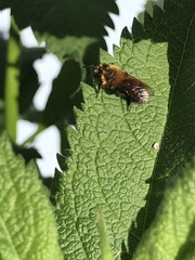 Andrena milwaukeensis