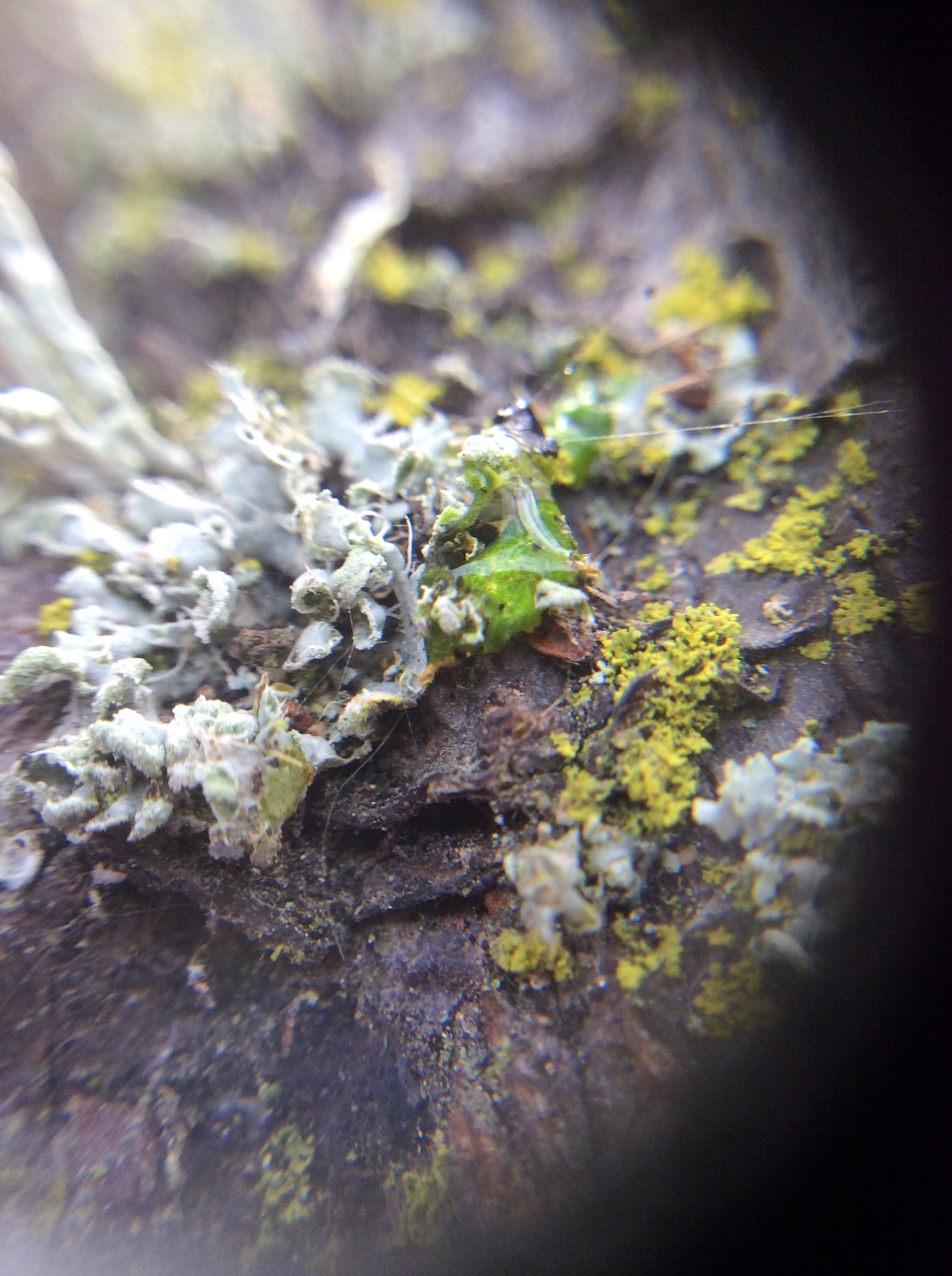 Physcia adscendens image
