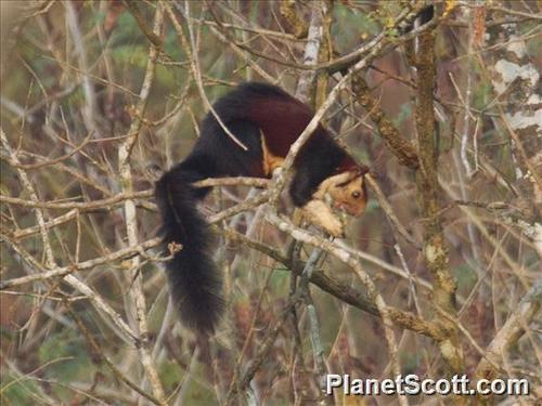 Indian Giant Squirrel, photo 7 of 7