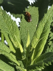 Andrena milwaukeensis