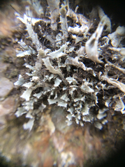 Heterodermia leucomelos