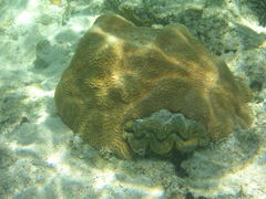 Leptoria phrygia