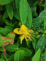 Hypericum monogynum