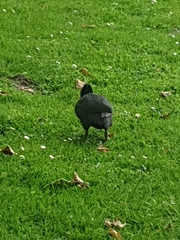 Fulica atra