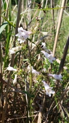 Penstemon laevigatus