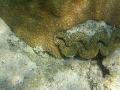 Leptoria phrygia