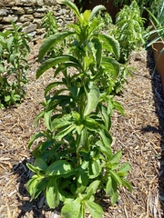 Stevia rebaudiana