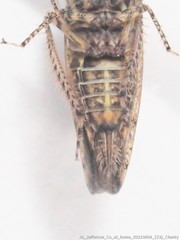 Paraphlepsius tennessus