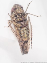 Paraphlepsius tennessus