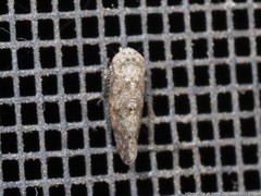 Paraphlepsius tennessus