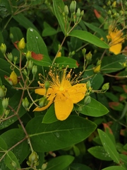 Hypericum monogynum