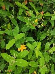Hypericum monogynum