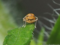 Pissonotus binotatus