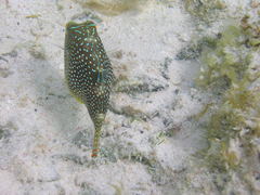 Canthigaster