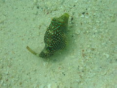 Canthigaster
