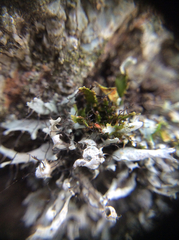 Heterodermia leucomelos