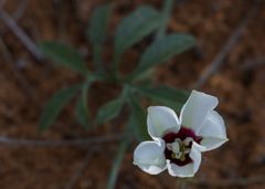 Merremia verecunda