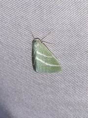 Synchlora bistriaria