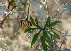 Merremia verecunda