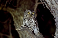 Megascops trichopsis aspersus