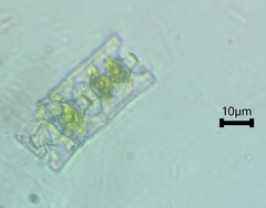 Desmidium baileyi