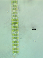 Desmidium baileyi