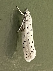 Yponomeuta multipunctella