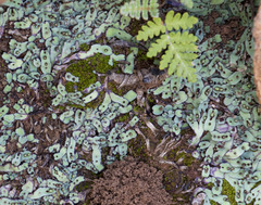 Plagiochasma rupestre rupestre