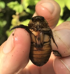 Dytiscus cordieri