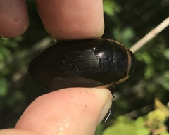 Dytiscus cordieri