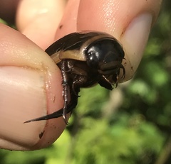 Dytiscus cordieri