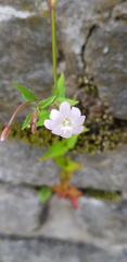 Epilobium montanum