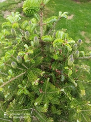 Abies koreana