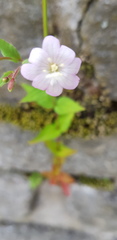 Epilobium montanum