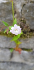 Epilobium montanum
