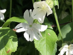 Silene latifolia