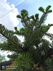 Abies koreana