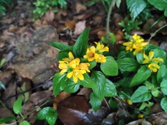 Lysimachia congestiflora