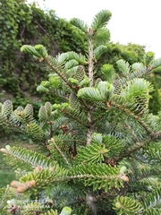 Abies koreana