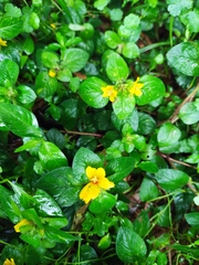 Lysimachia congestiflora