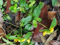 Lysimachia congestiflora