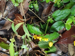 Lysimachia congestiflora